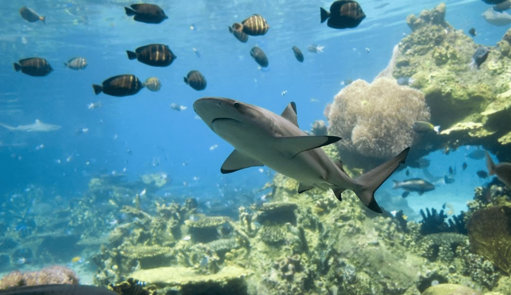 Image of Shark Reef Aquarium with a shark swimming in the forefront and fish in the background